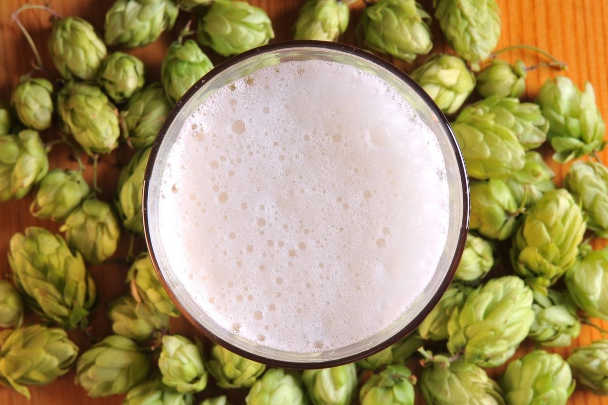 How Are Hops Used In Beer?