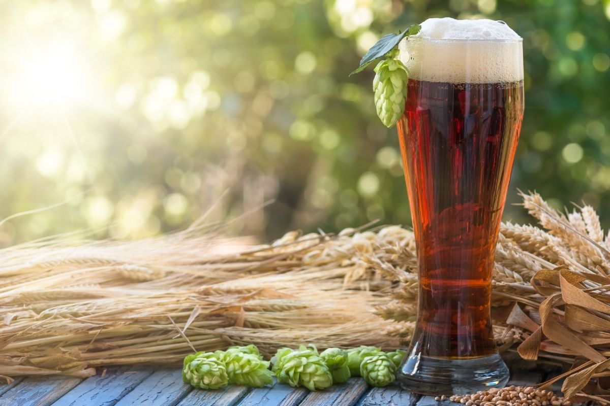 What Are Hops?